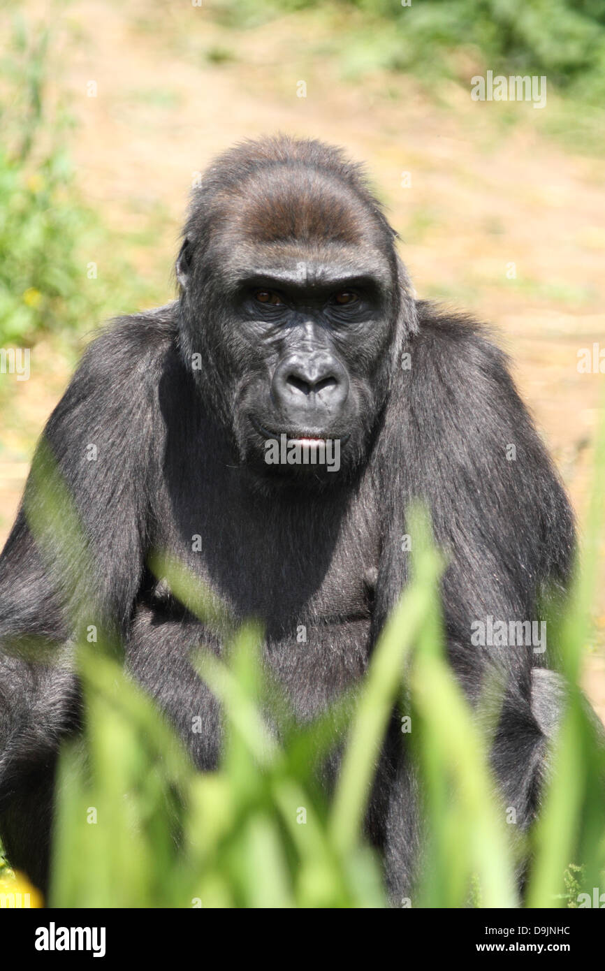 Ein Westlicher Flachlandgorilla bei Bristol Zoo, England, UK Stockfoto
