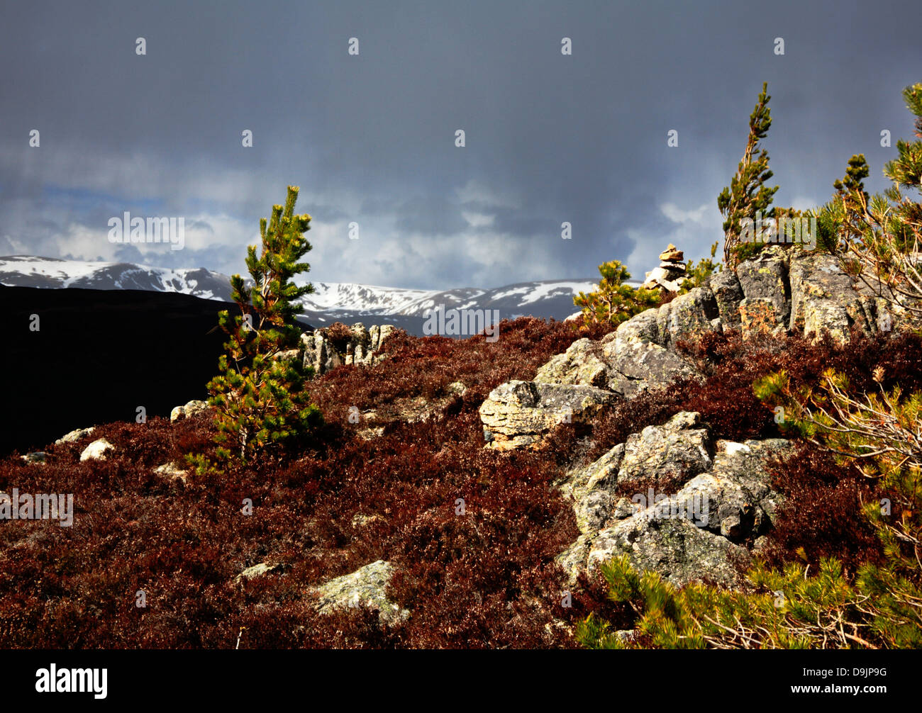 Ein Blick auf den Gipfel des Craeg Choinnich in der Nähe von Braemar, Aberdeenshire, Schottland, UK, mit Schnee bedeckt Grampians in der Ferne. Stockfoto