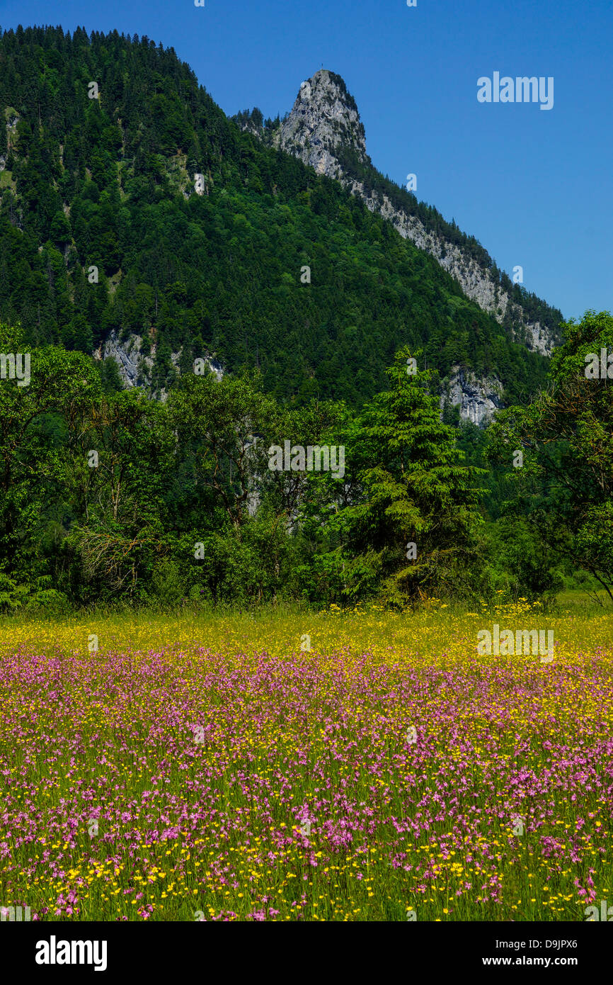 Blumenwiese mit Blick auf den Kofel in den Ammergauer Alpen, Oberammergau, Oberbayern, Deutschland Stockfoto