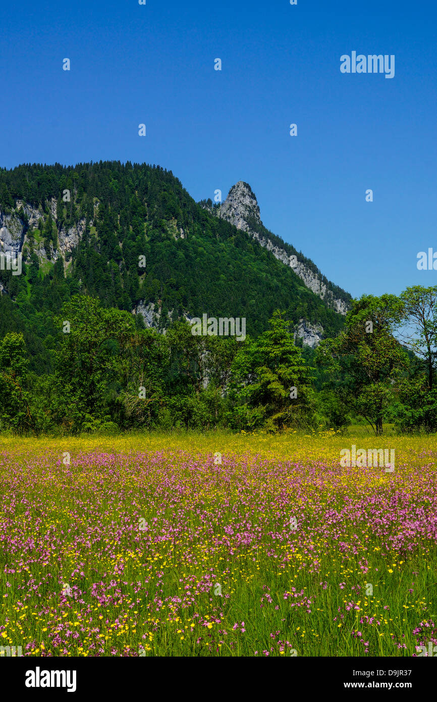 Blumenwiese mit Blick auf den Kofel in den Ammergauer Alpen, Oberammergau, Oberbayern, Deutschland Stockfoto