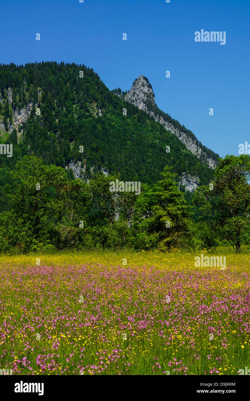 Blumenwiese mit Blick auf den Kofel in den Ammergauer Alpen, Oberammergau, Oberbayern, Deutschland Stockfoto