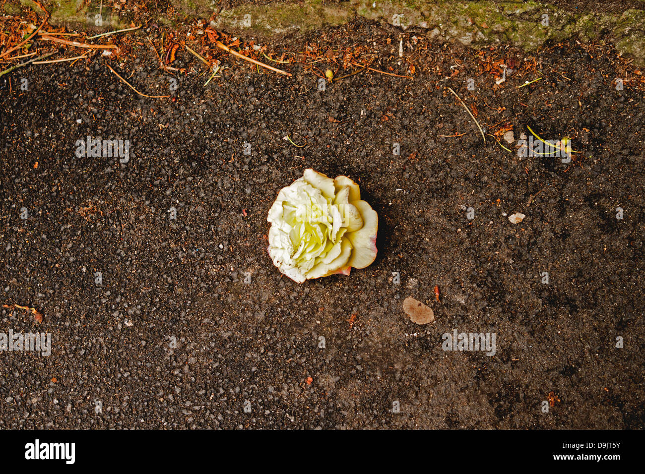 Der Kopf einer Rose in voller Blüte liegt auf der Straße. Stockfoto