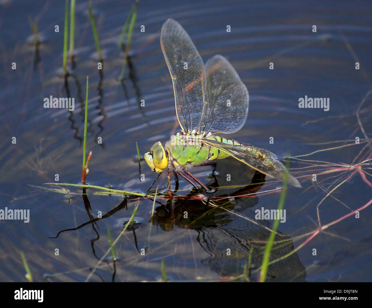 Detaillierte Makro einer weiblichen blau Kaiser Libelle (Anax Imperator) Eier im Wasser Stockfoto