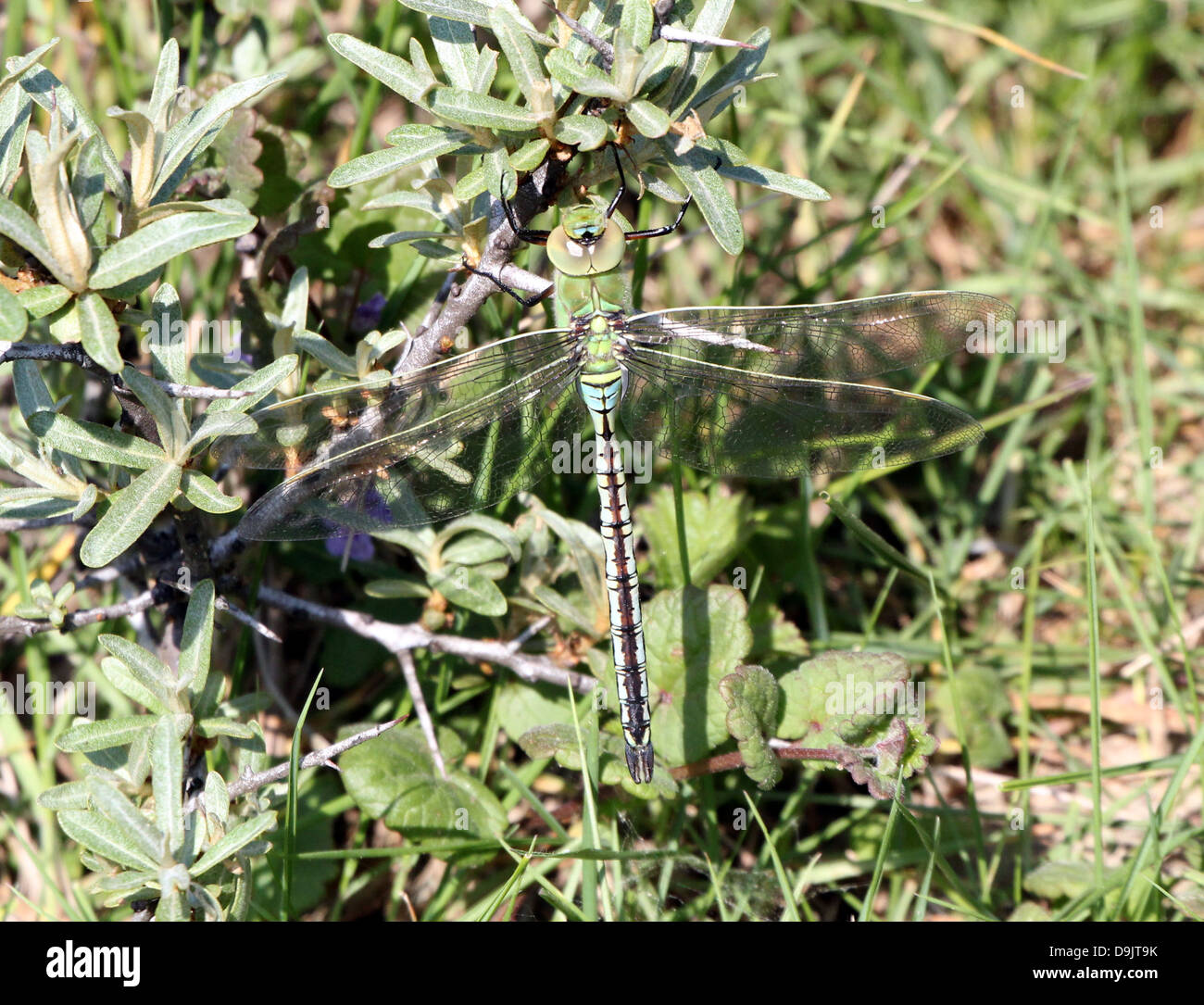 Detaillierte Makro einer männlichen blauen Kaiser Libelle (Anax Imperator) Stockfoto