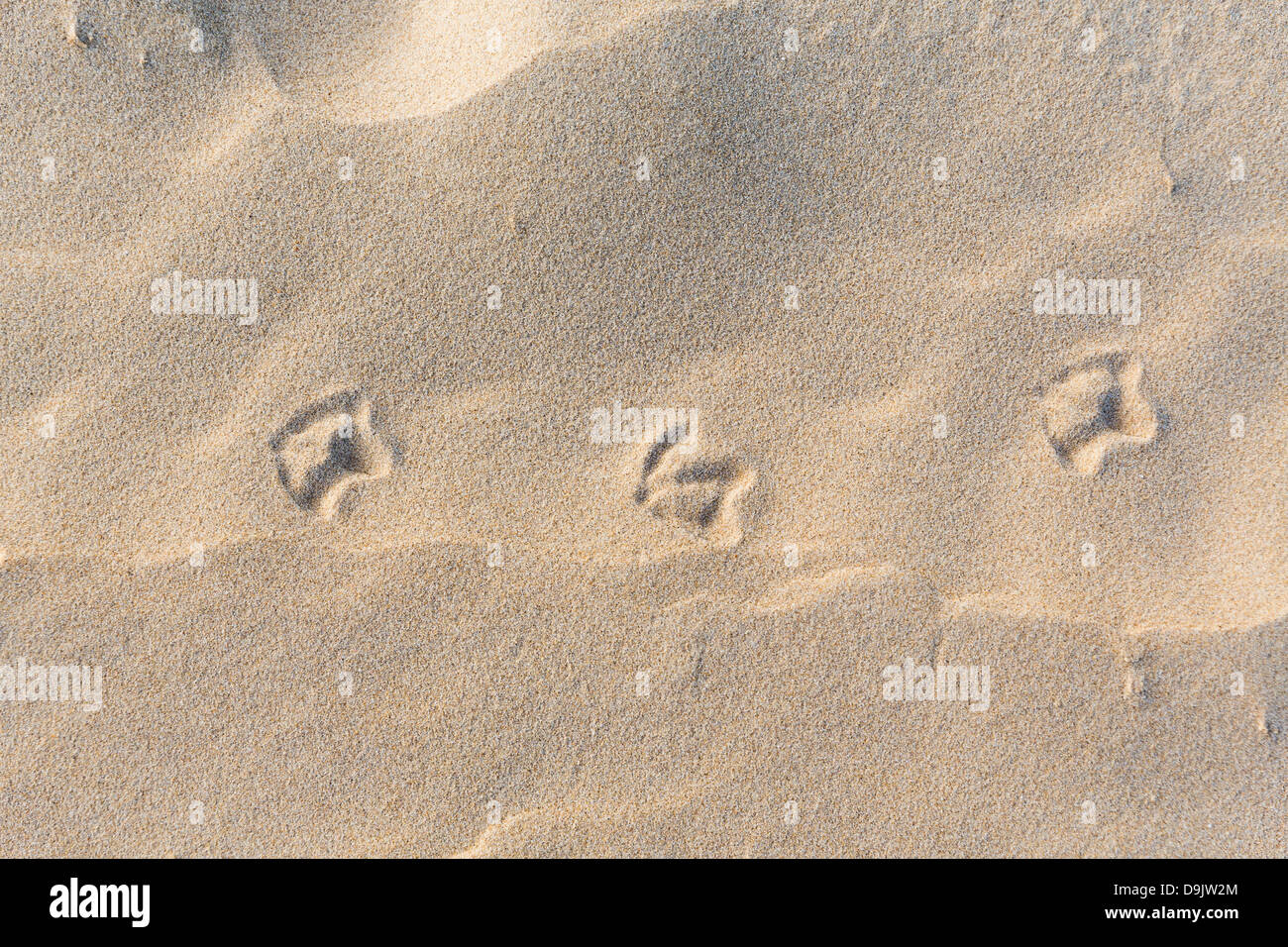 Möwe Fußspuren im sand Stockfoto