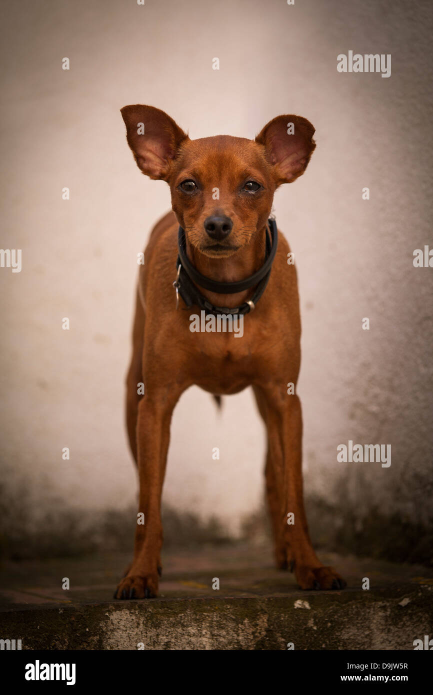 Porträt von rote Zwergpinscher Stockfoto