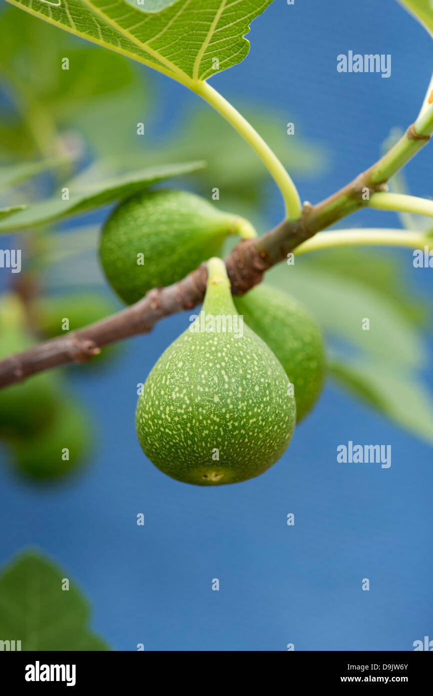 Ficus Carica 'zeichnen'. Entwicklung von Fig Frucht auf einem Baum