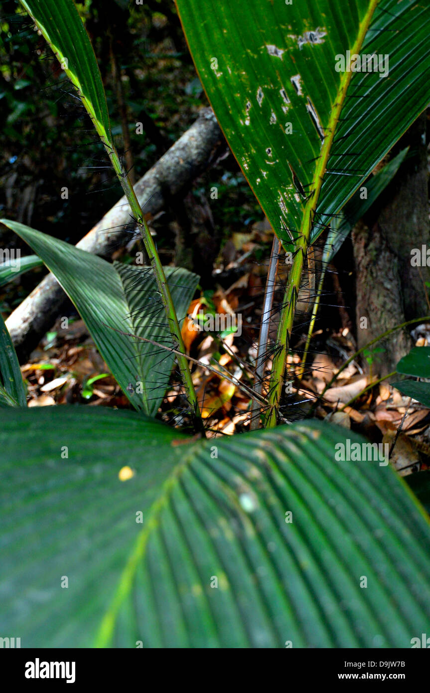 Secyehelles endemisch Palm Latanier Palme (Phoenicophorium Borsigianum). Insel La Digue. Stockfoto