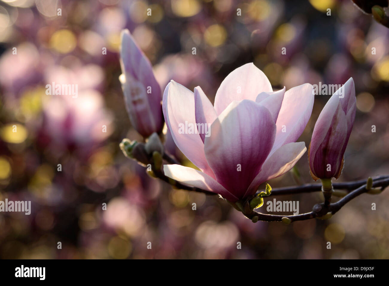 Blühende Magnolie im Park, Wiesbaden, Hessen, Deutschland Stockfoto