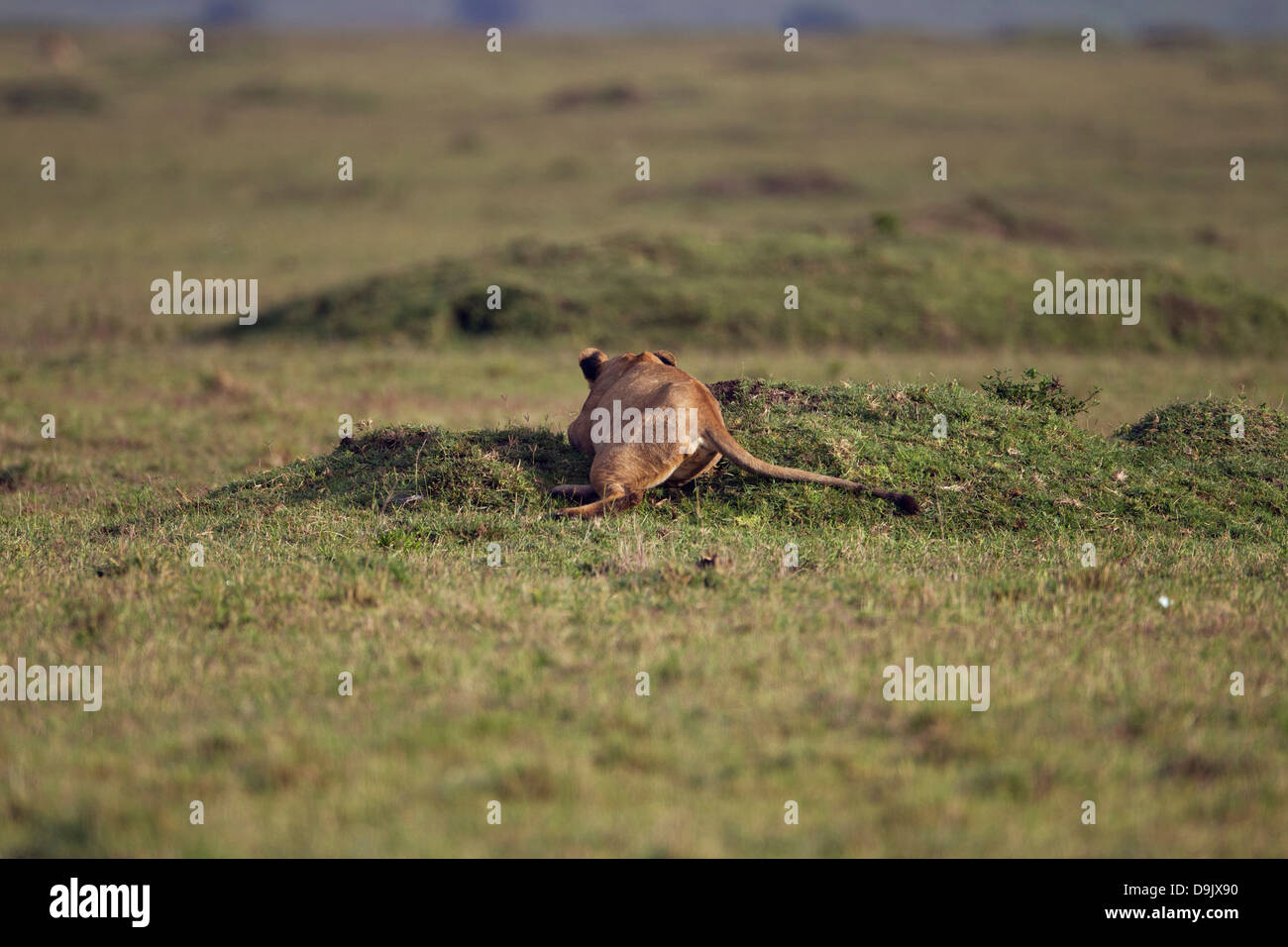 Löwen jagen ein GNU-Herde, Masai Mara, Kenia Stockfoto