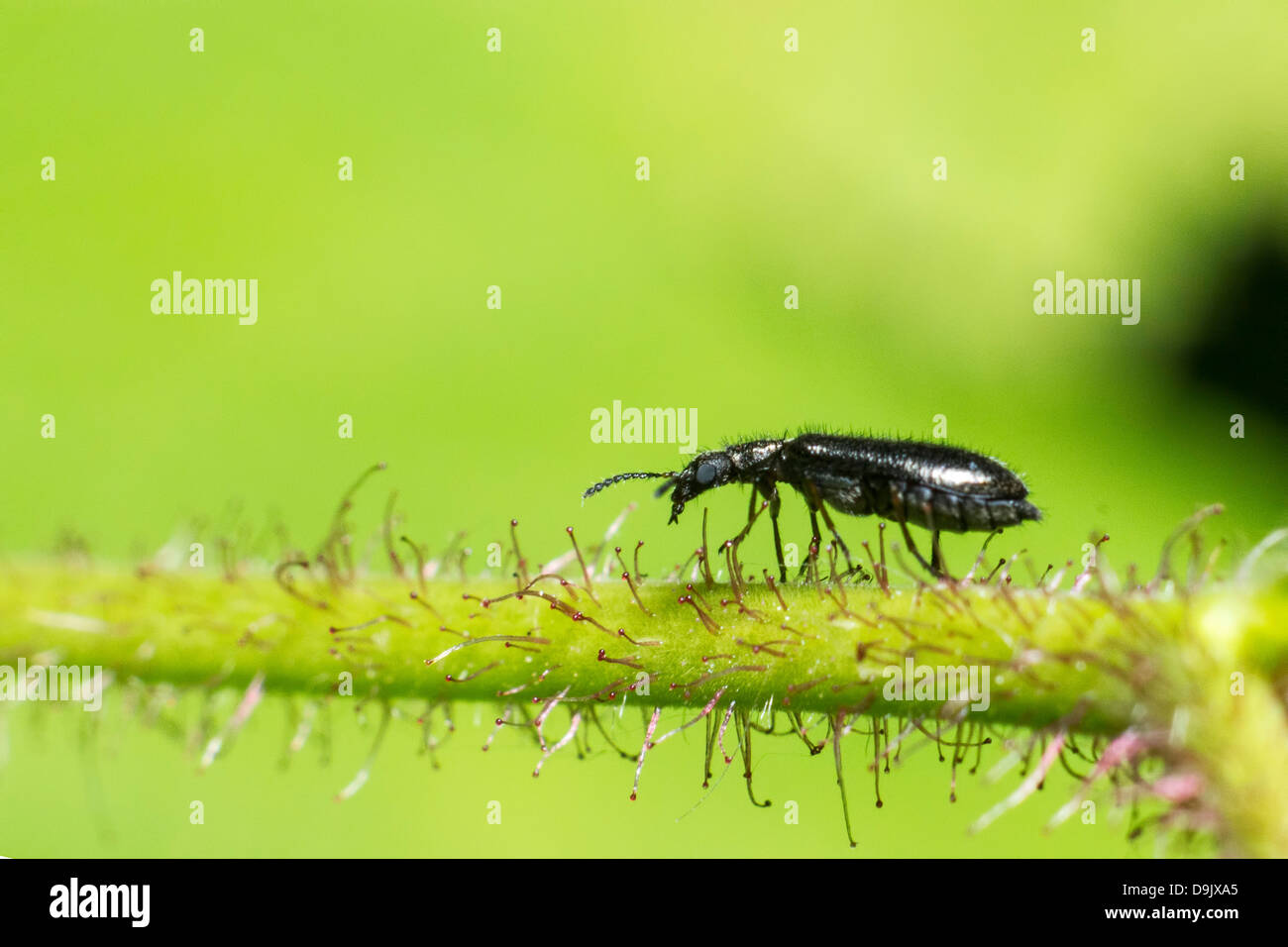 Porträt eines schwarzen Käfers Stockfoto