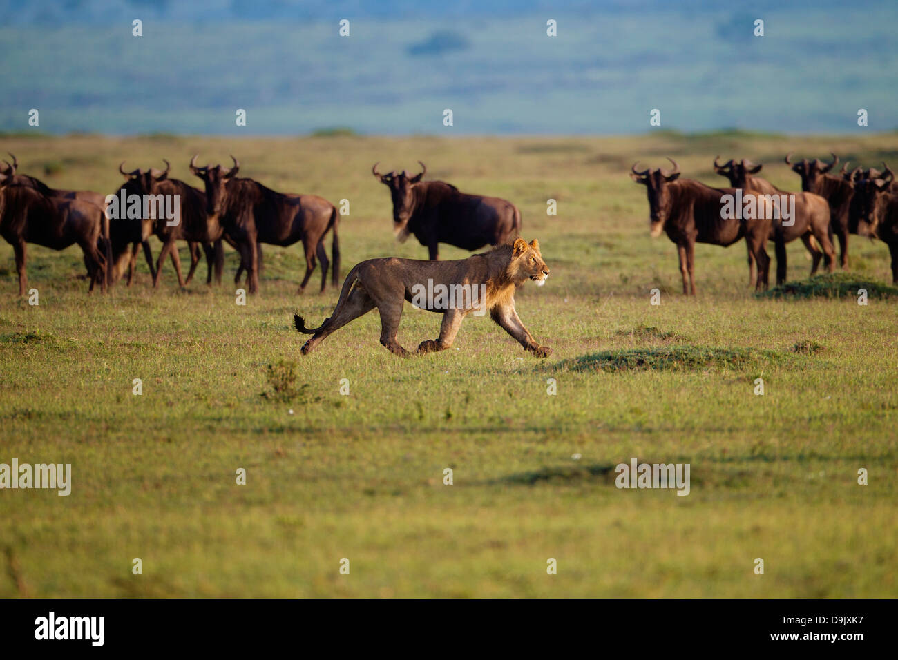 Löwen jagen ein GNU-Herde, Masai Mara, Kenia Stockfoto