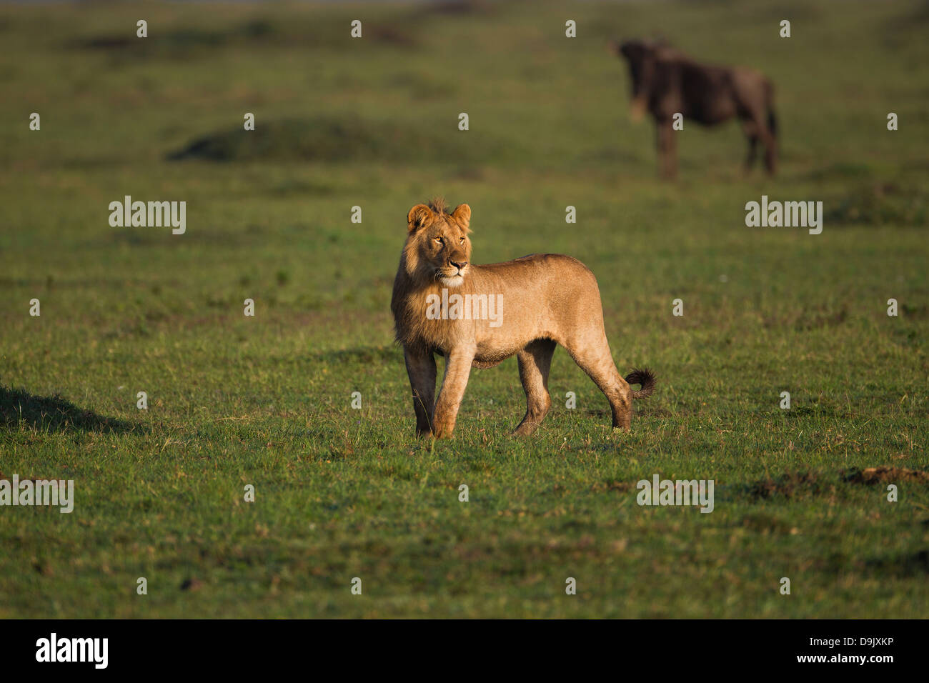 Löwen jagen ein GNU-Herde, Masai Mara, Kenia Stockfoto