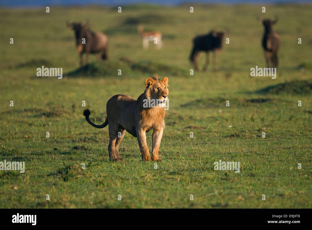 Löwen jagen ein GNU-Herde, Masai Mara, Kenia Stockfoto