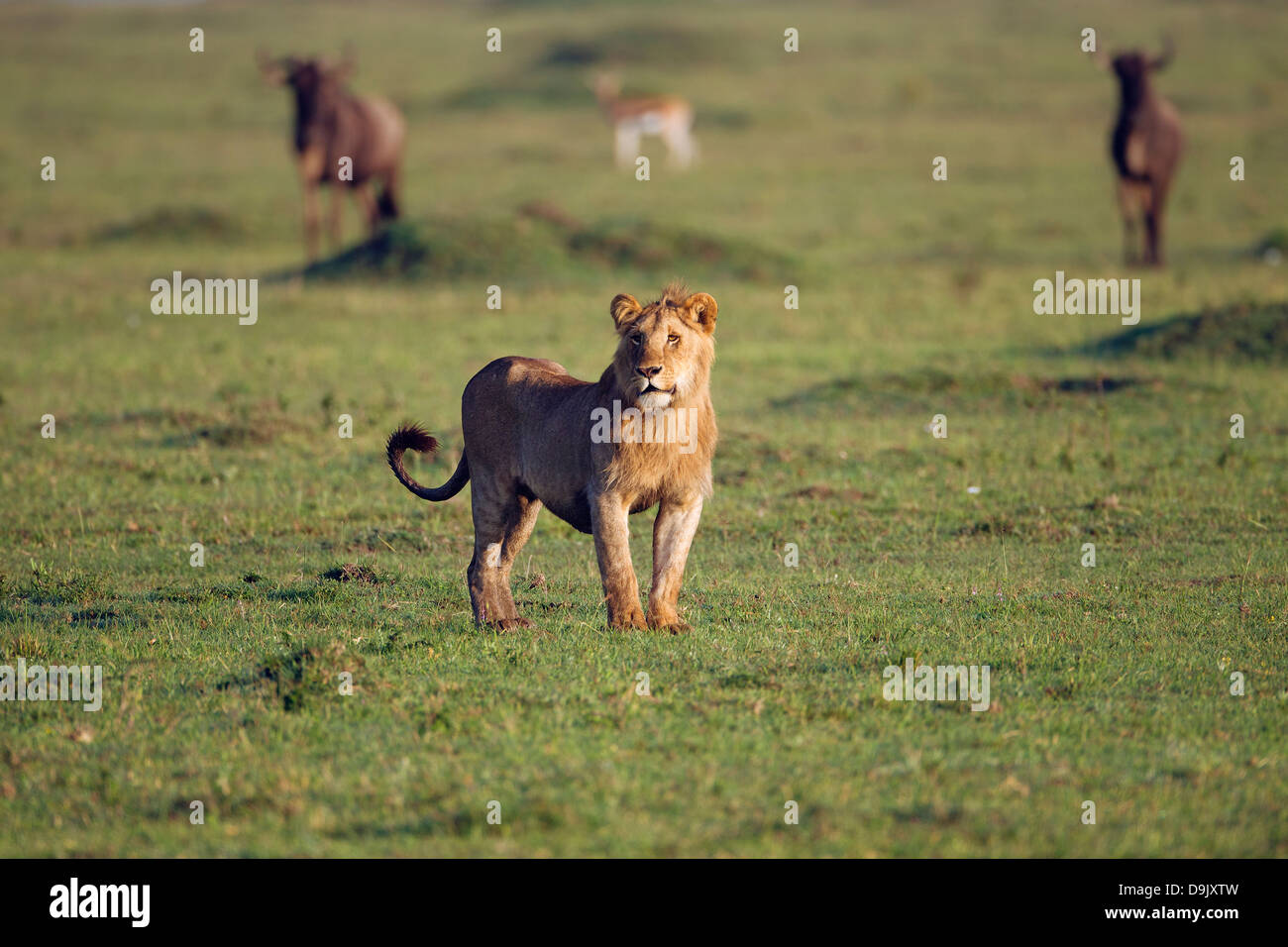 Löwen jagen ein GNU-Herde, Masai Mara, Kenia Stockfoto