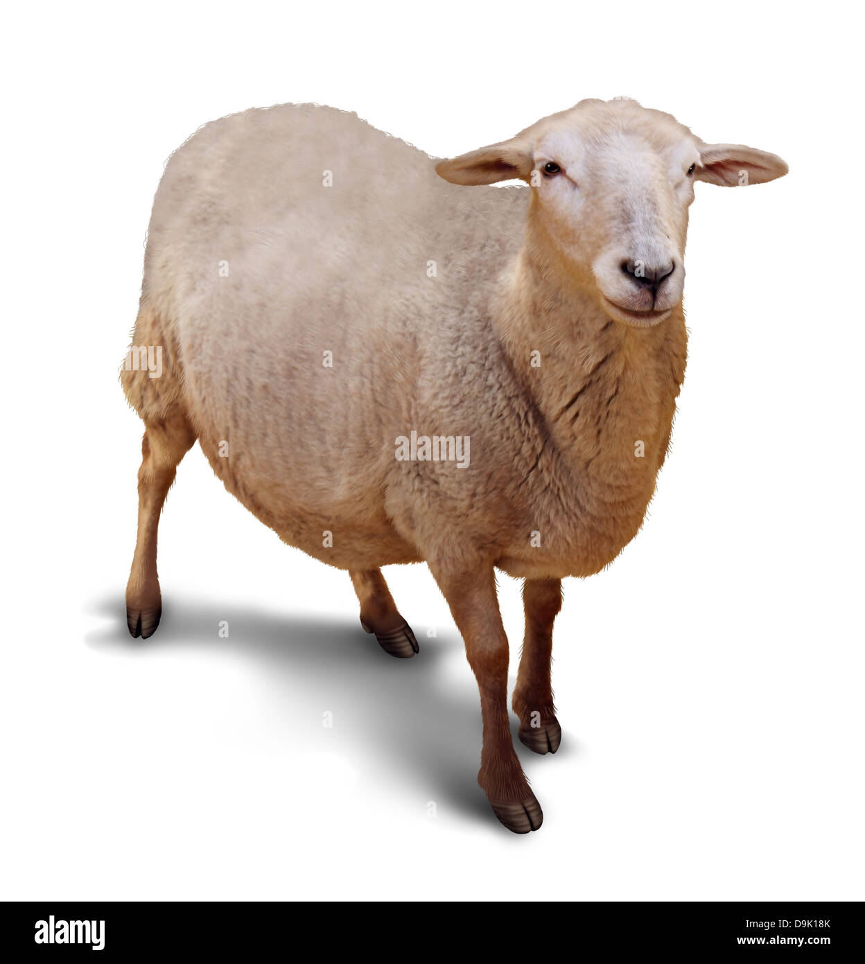 Schafe auf einem weißen Hintergrund mit einem Schatten als Symbol der Landwirtschaft und Erhöhung von Nutztieren mit einem einzigen Mitglied der Herde verloren, ein Hirte. Stockfoto