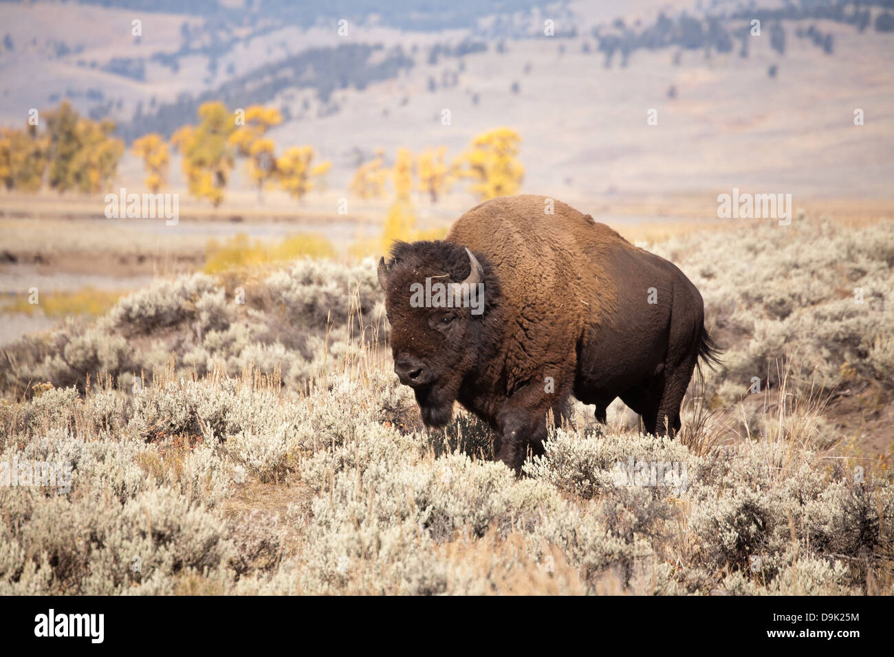 Reife Bison Bulle durchstreift durch Beifuß in Lamar Valley, Yellowstone-Nationalpark, Wyoming Stockfoto