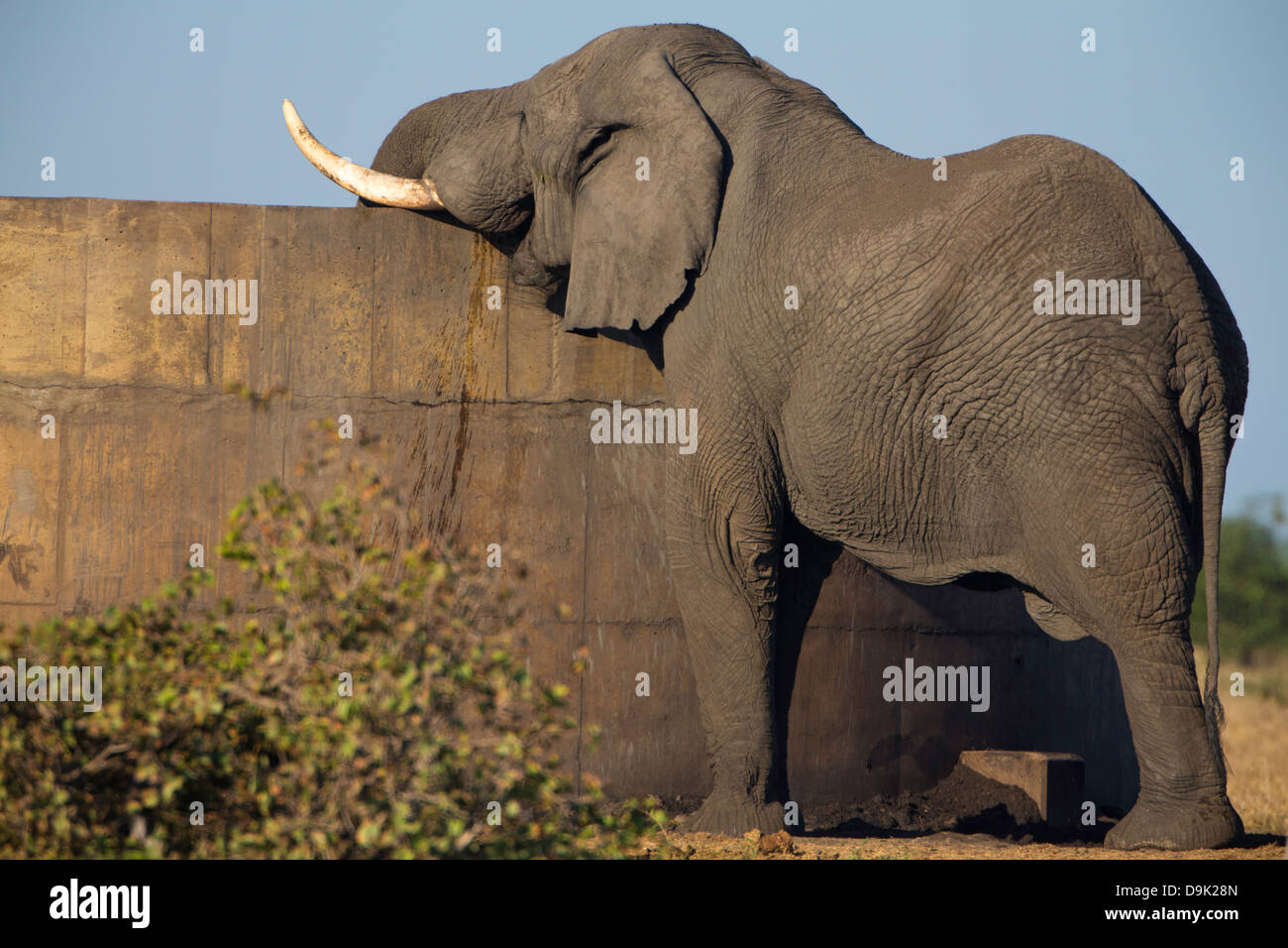 Elefant aus Betondamm trinken Stockfoto
