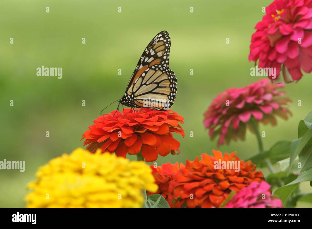 Monarch-Schmetterlingsflügel orange schwarz rosa gelb Blume Blütenblatt Blätter ergeben sich Laub Garten Stockfoto