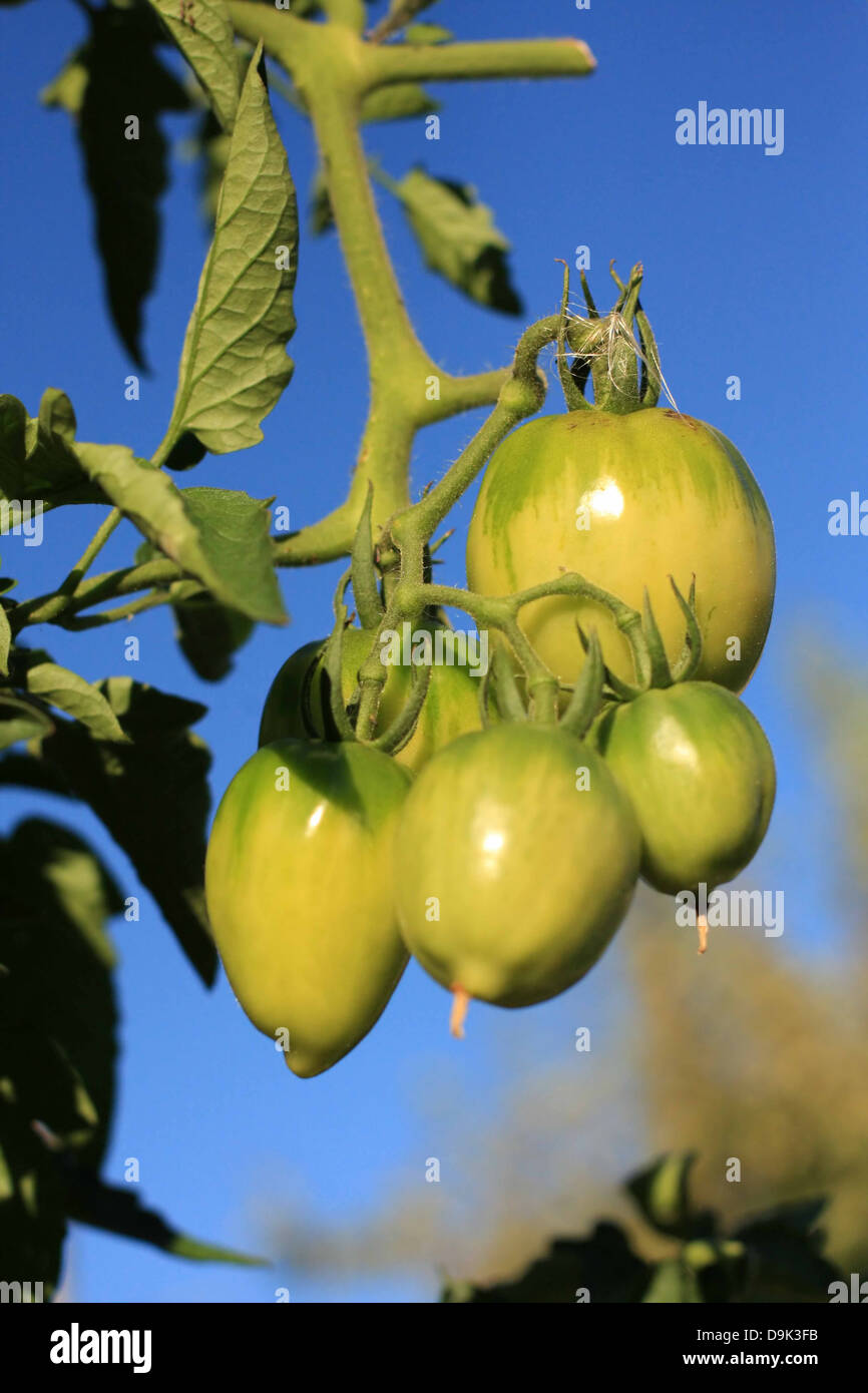 grüne unreife reife Tomate Tomaten Gemüse Garten essen essbar Reben Reifen Stockfoto