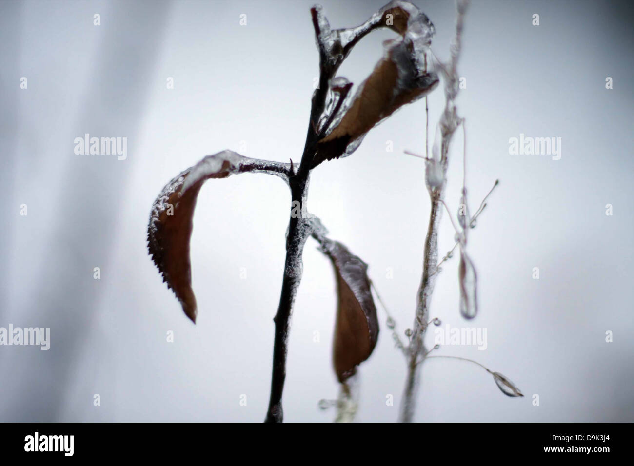 Winter Schnee Eis gefroren erstarrte Einfrieren Blätter Pflanzenstängel eiskalt Stockfoto