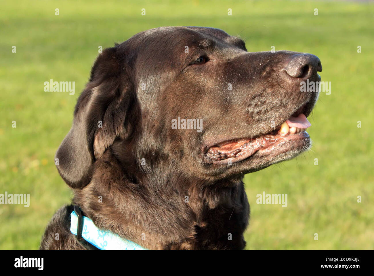 schwarzer Labrador Labrador Retriever Hunde Haustier Tier Hundehalsband  Stockfotografie - Alamy