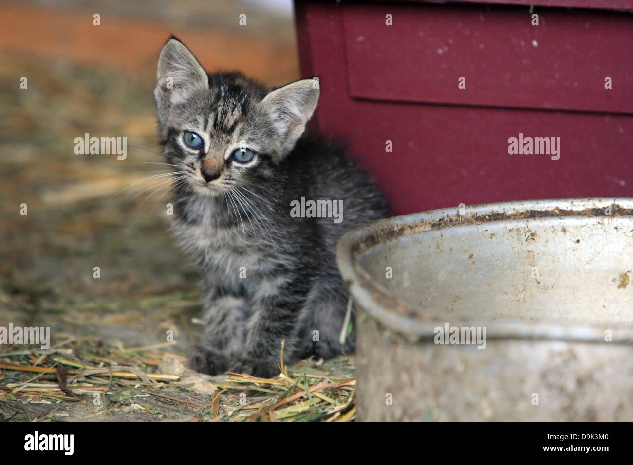 Katze Kitten Haustier Tierfarm ländlich geprägtes Land blaue Augen Schnurrhaare grau grau Stockfoto