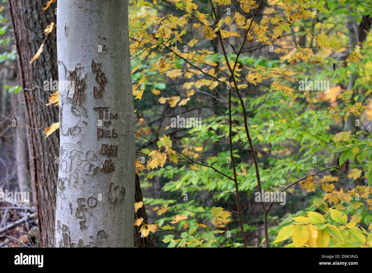 Herbst Herbst Blatt Blätter Stamm Rinde Baumnamen schnitzen Herzensliebe Tim Deb Liebhaber Sweethearts Ast Äste horizontal Stockfoto