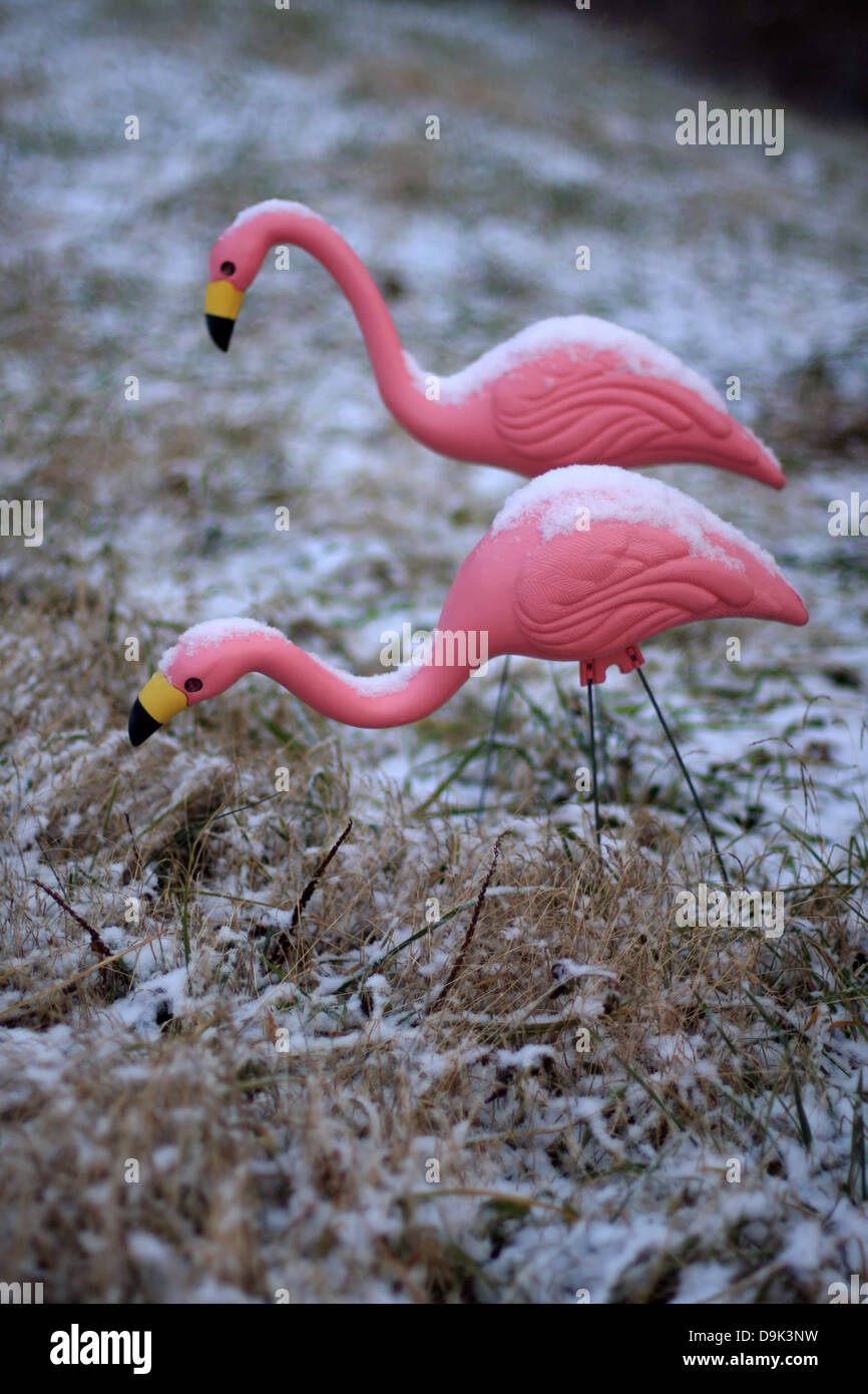 Rosa flamingobusch Fotos und Bildmaterial in hoher Auflösung Alamy