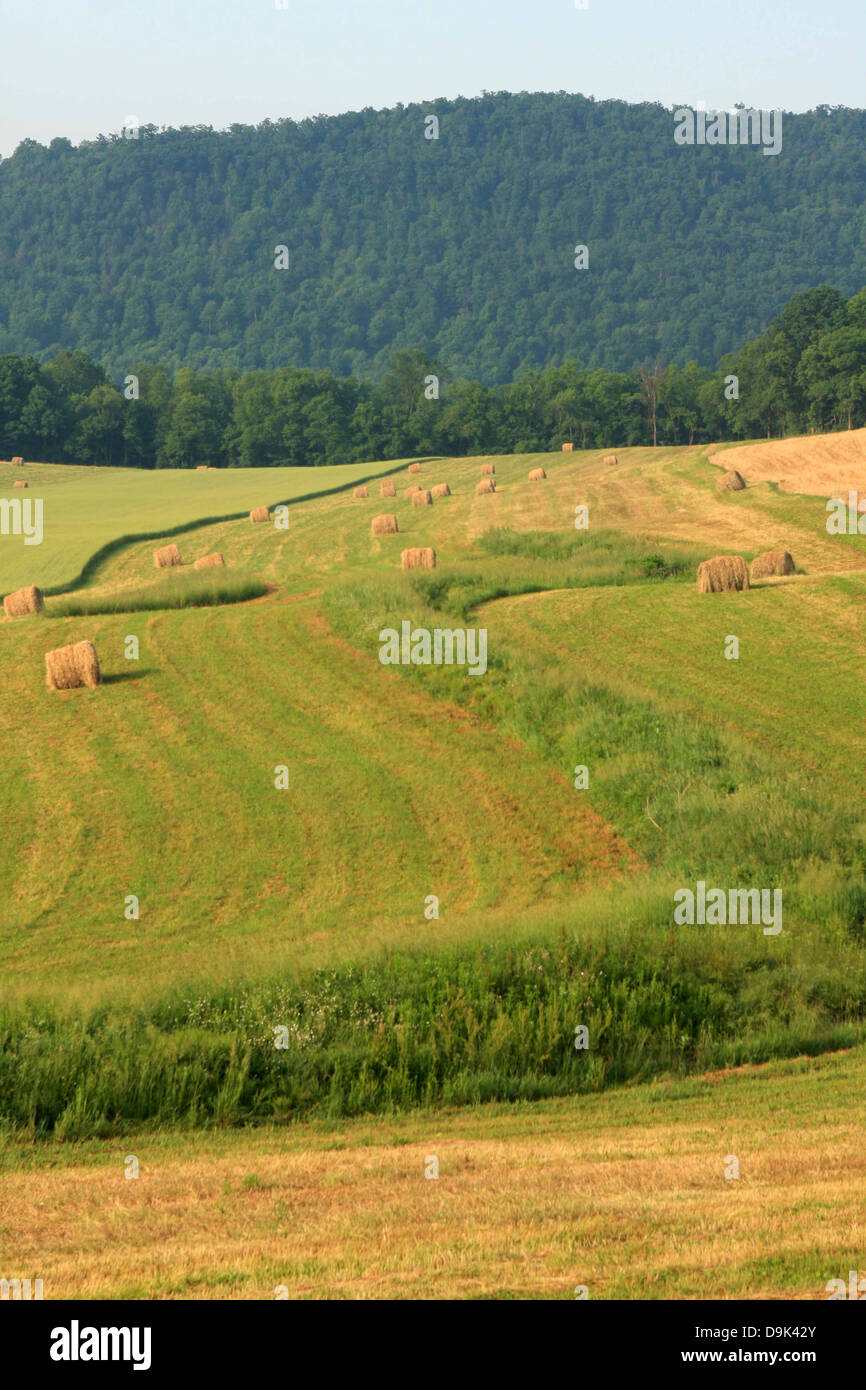 Bauernhof Felder Heu Rundballen Grün wachsen grünen Berg ländlichen Stockfoto