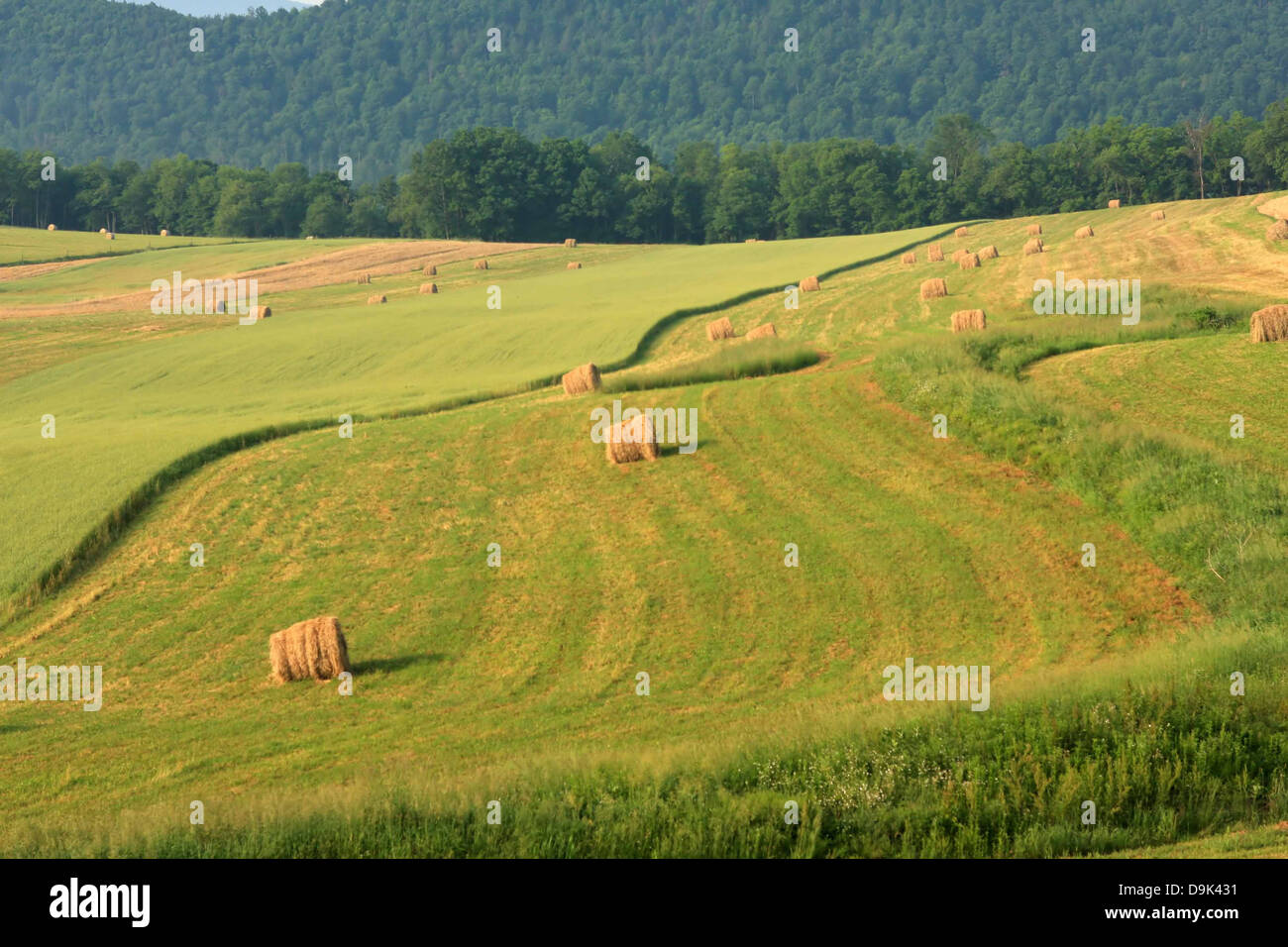 Bauernhof Felder Heu Rundballen Grün wachsen grünen Berg ländlichen Stockfoto