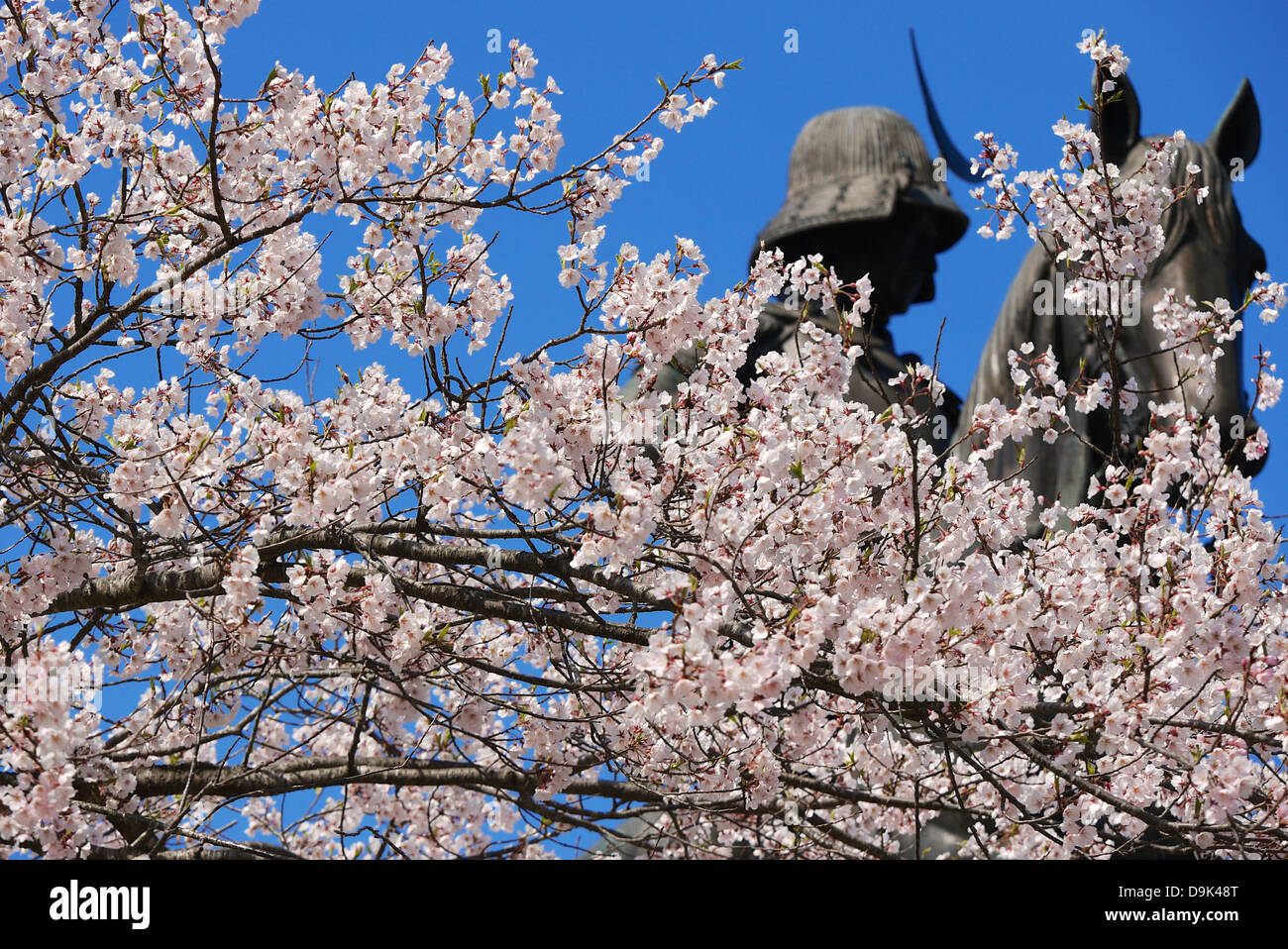 Equestrian Statue von Date Masamune in Sendai Schloss in voller Blüte Cherry Blossom, Miyagi, Japan Stockfoto