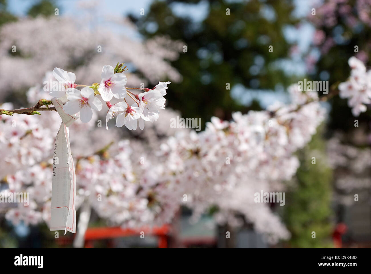 Omikuji hängen an einem Ast Kirschblüte bei Burg Sendai, Japan Stockfoto
