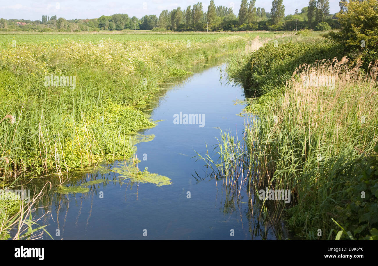 Entwässerungsgraben in Oxley Sümpfen Hollesley Suffolk England Stockfoto