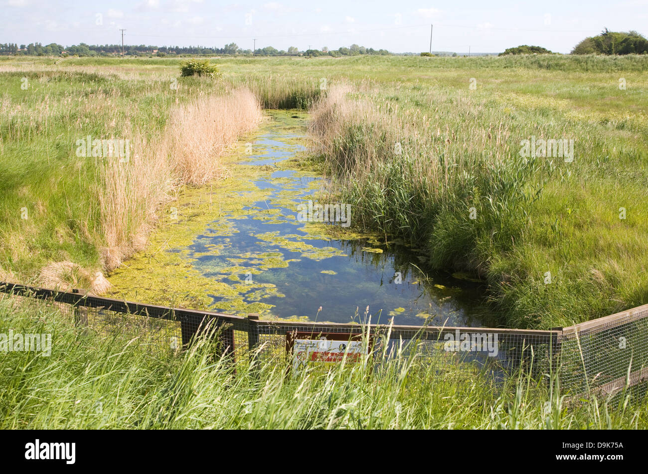 Entwässerungsgraben in Oxley Sümpfen Hollesley Suffolk England Stockfoto