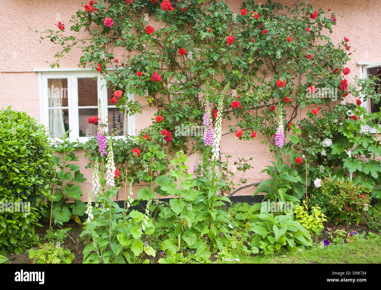 Abschweifende Rosen wachsen auf Rosa Hütte Wand, Suffolk, England Stockfoto