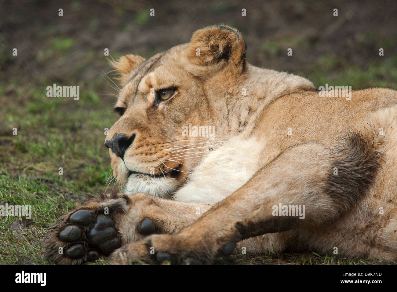 ruhenden weiblichen Barbary Löwe aber noch Warnung Stockfoto