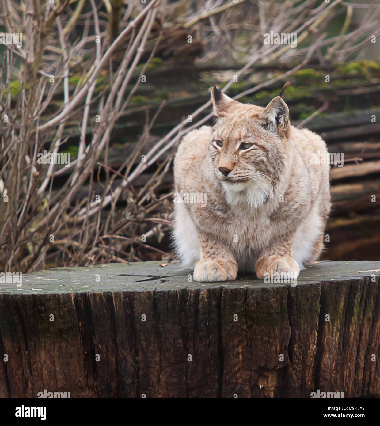 nördlichen Luchs Katze Stockfoto