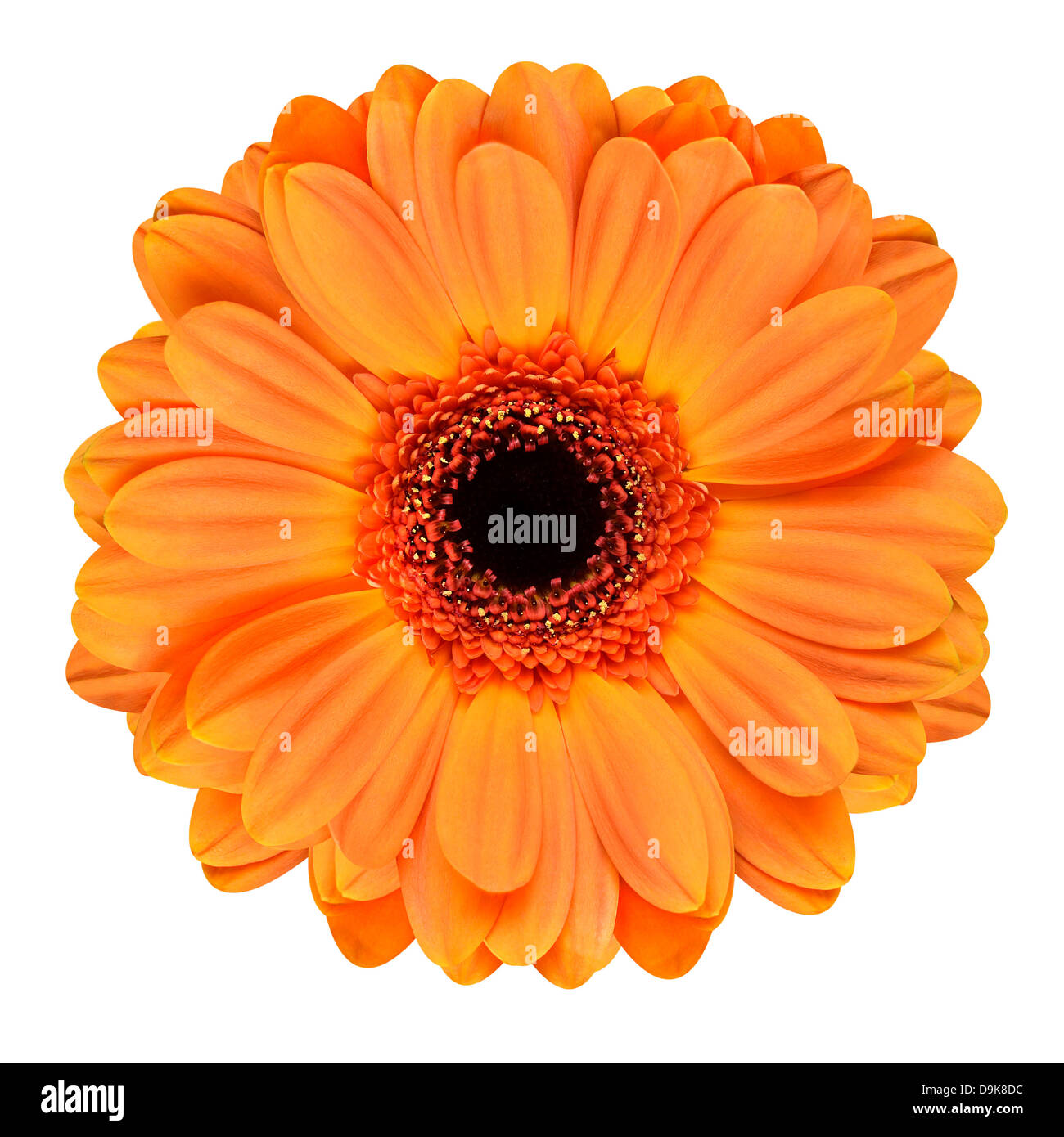 Orange Gerbera Blume mit schwarzer Mitte. Makroaufnahme einer Blume, Isolated on White Background Stockfoto