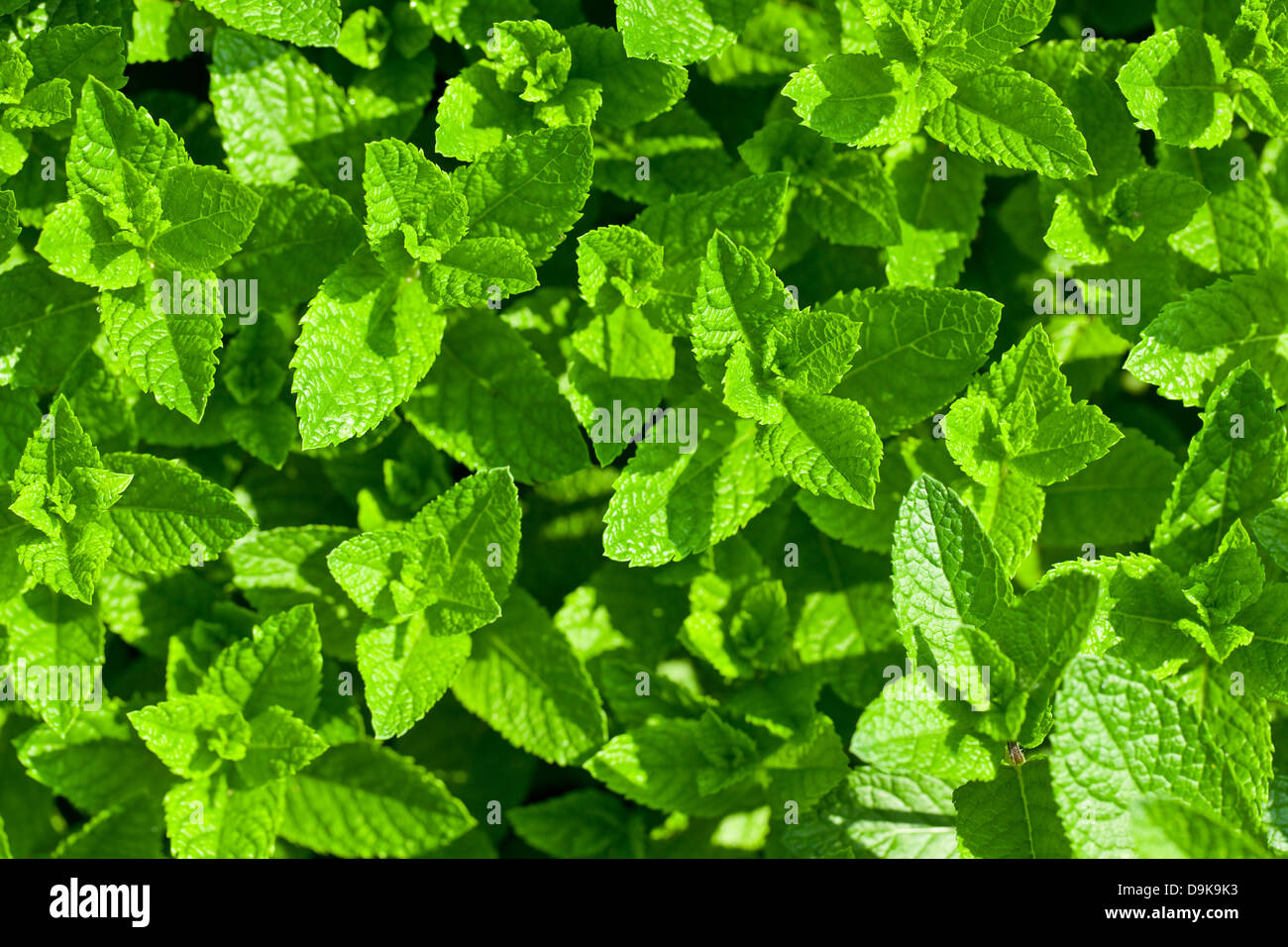 die Minze im Garten Stockfoto