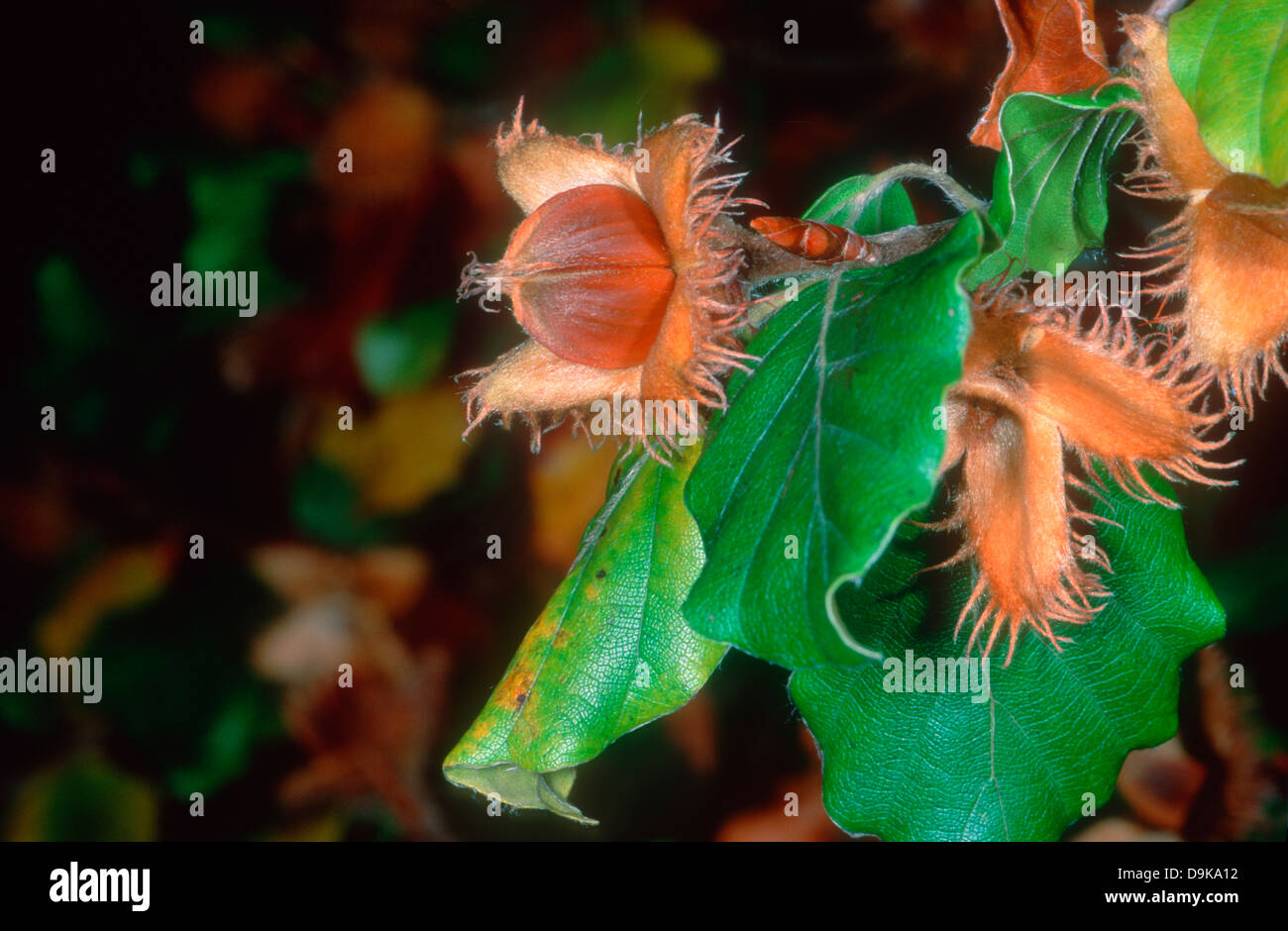 Buche, Fagus Sylvatica. Nahaufnahme von Mutter auf Baum Stockfoto