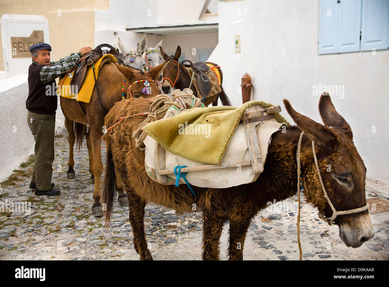 Mann und Esel. Fira Dorf. Die Insel Santorini, Kykladen, Ägäis, Griechenland, Europa Stockfoto