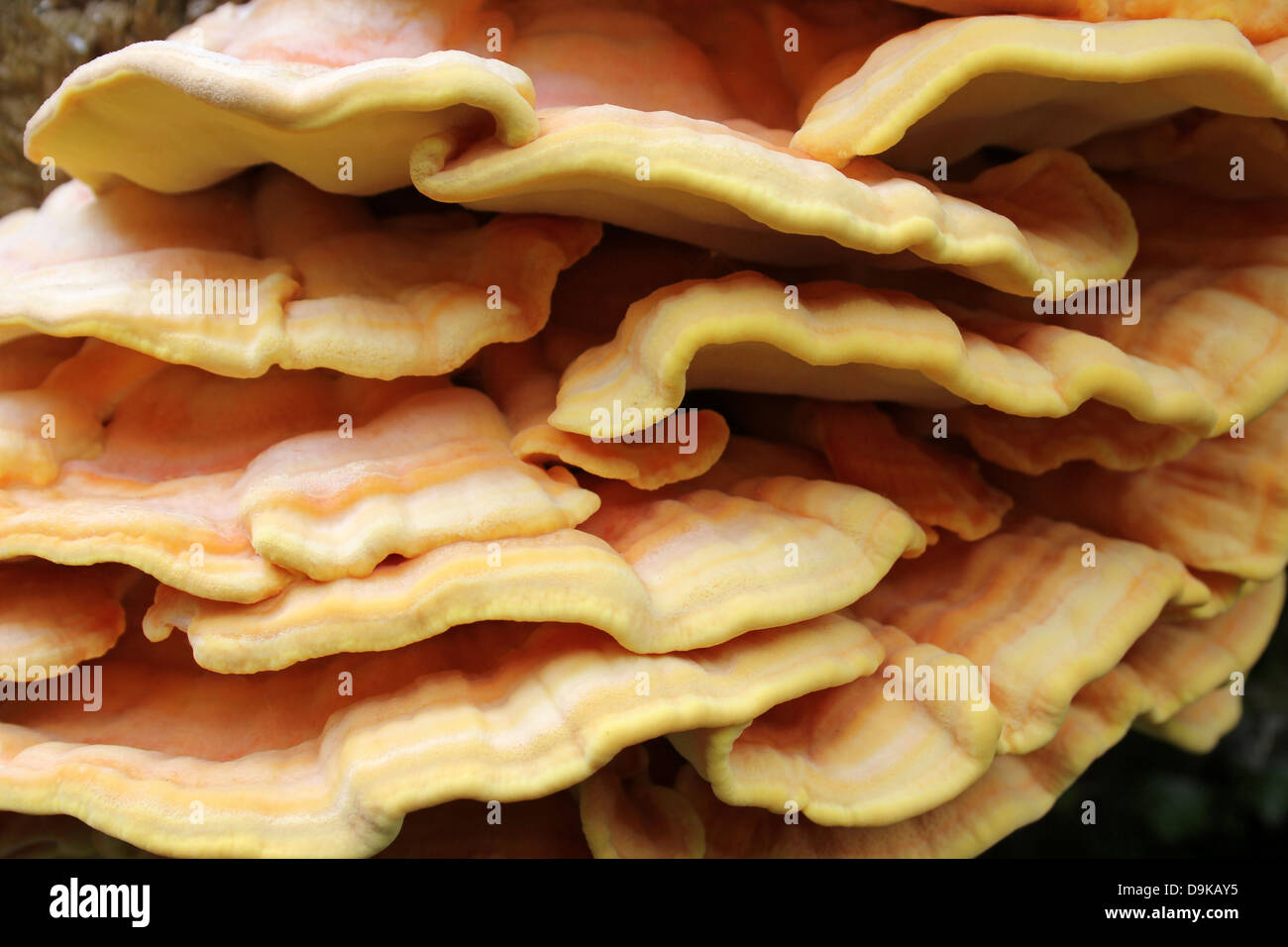 Huhn von The Woods Laetiporus schwefelhaltigen im Detail Stockfoto