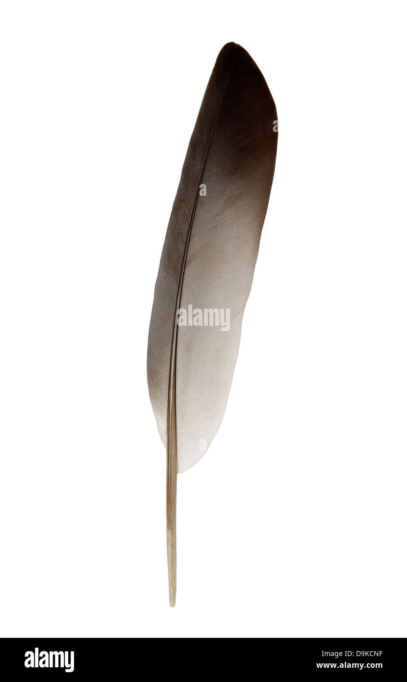 Feder mit Beschneidungspfad Stockfoto