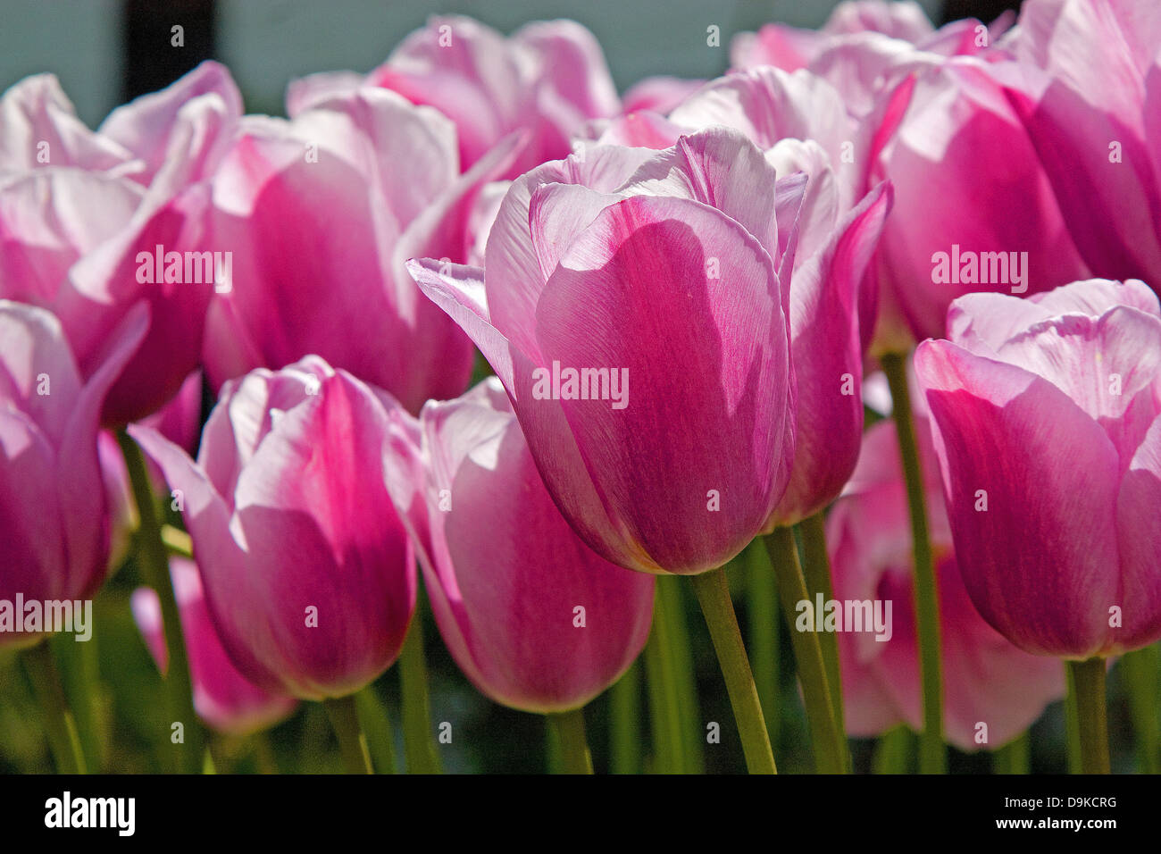 Nahaufnahme von rosa und weißen Tulpen in der Sonne Stockfoto