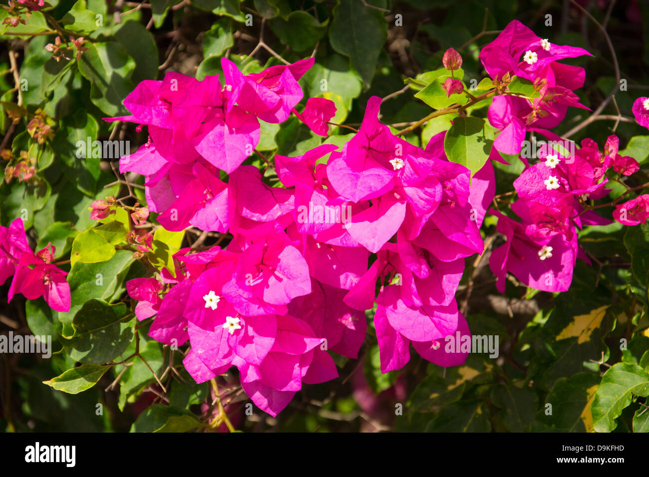 Rote Feder Blume. Soft-Fokus. Stockfoto