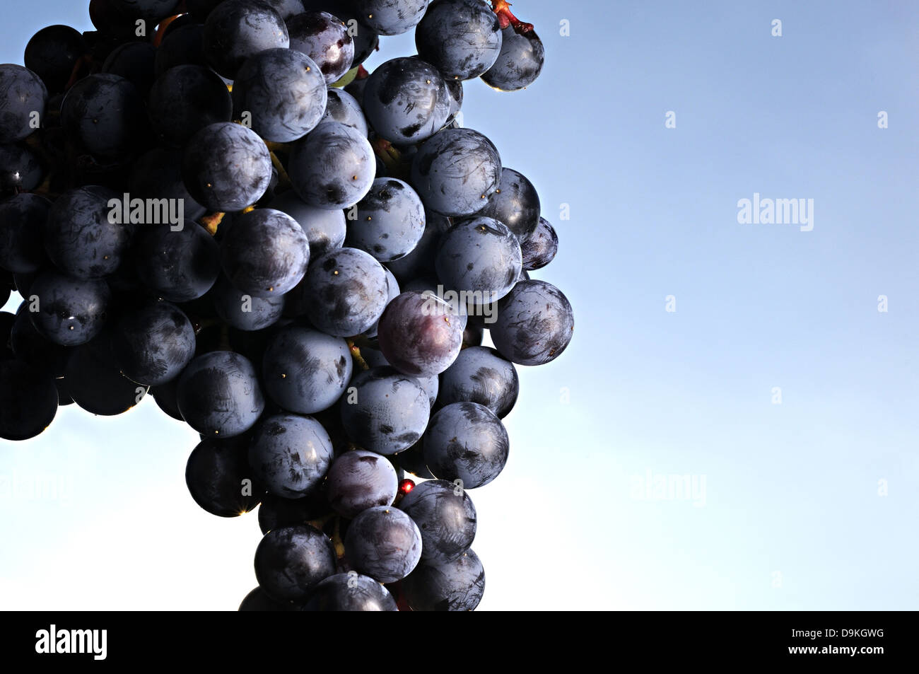 Eine Reihe von Trauben. Stockfoto