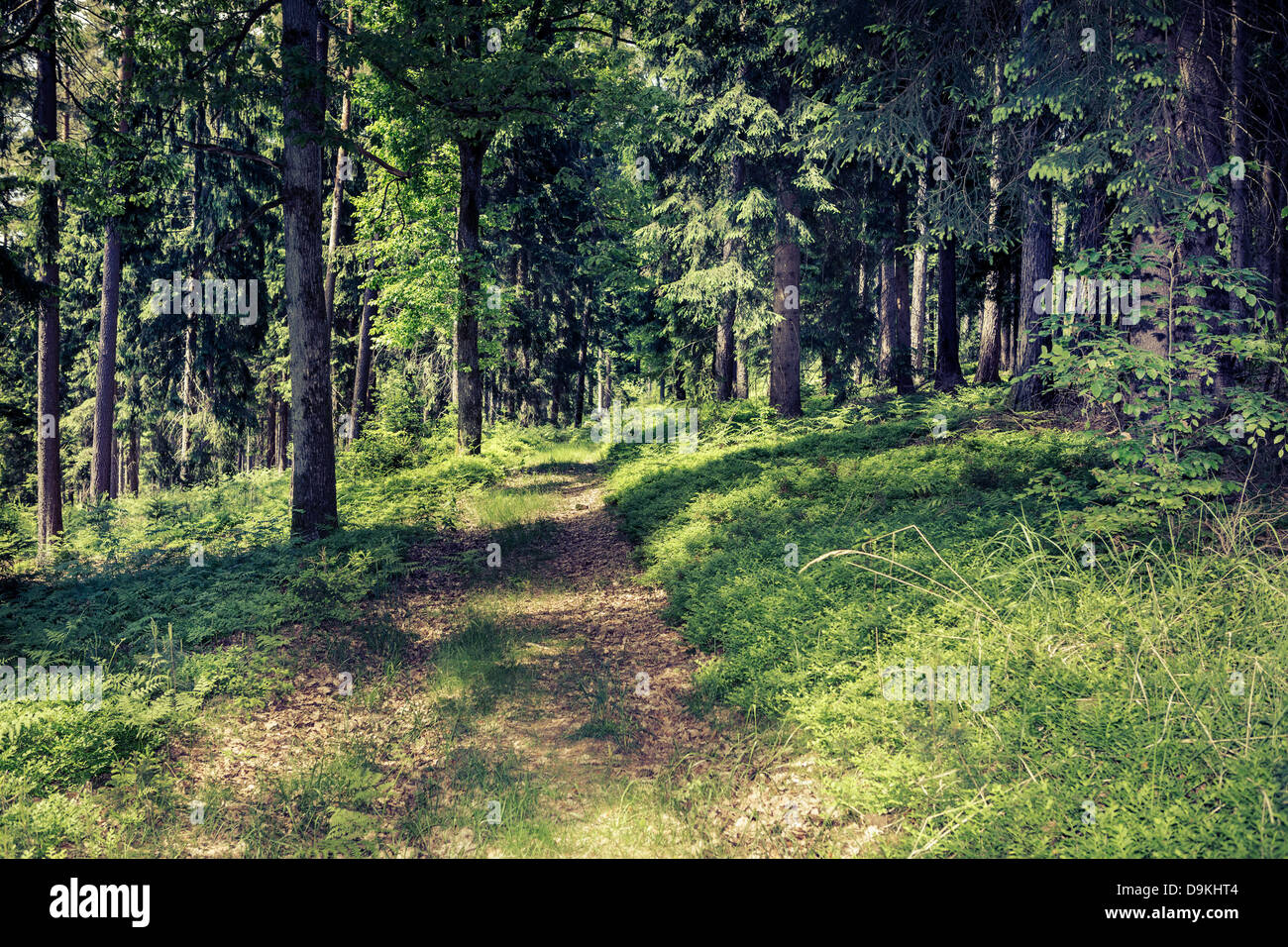 Eine Spur in einer immergrünen Wald in Deutschland Stockfoto