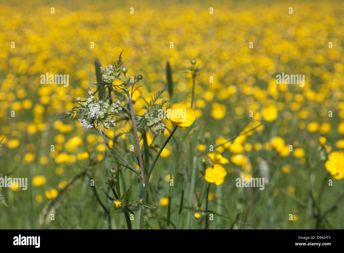 Blumen Wiese dominiert Hahnenfuß (Ranunculus Acris) Stockfoto