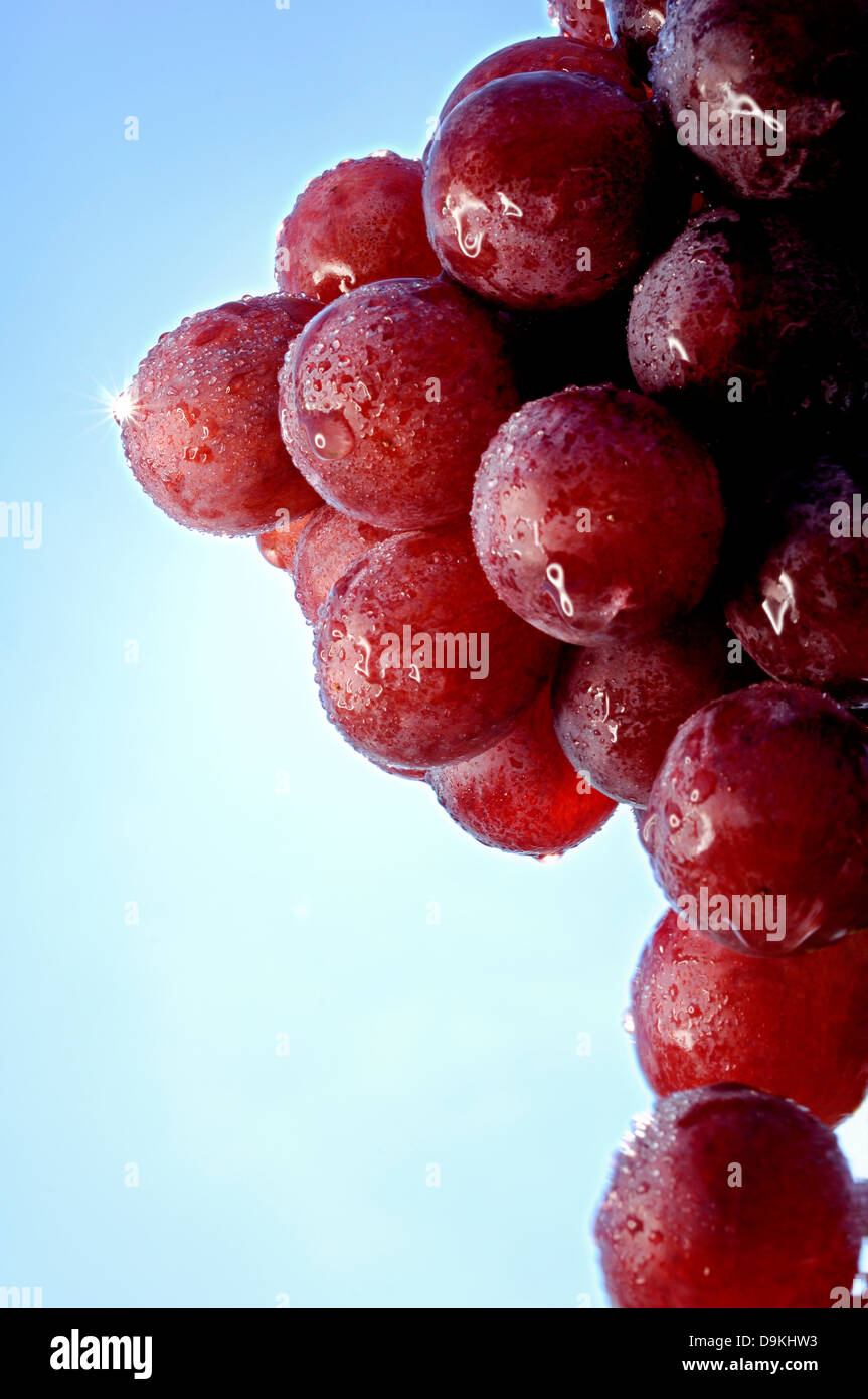 Eine rote Reihe von Trauben. Stockfoto